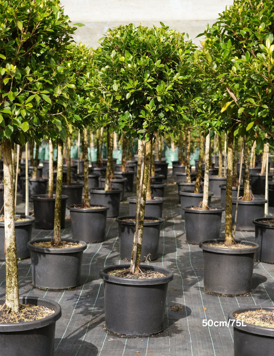 Ficus hillii Standard