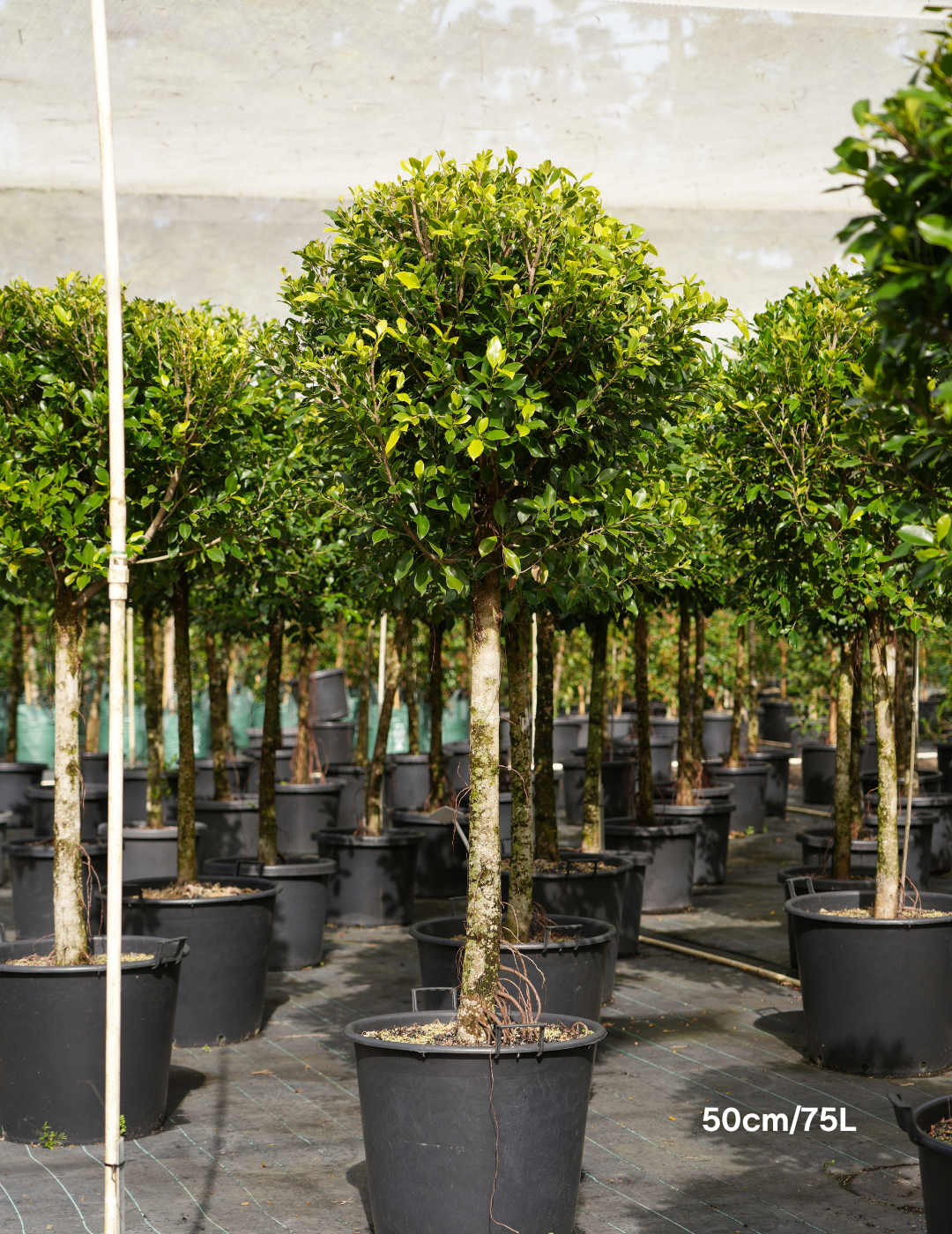 Ficus hillii Standard