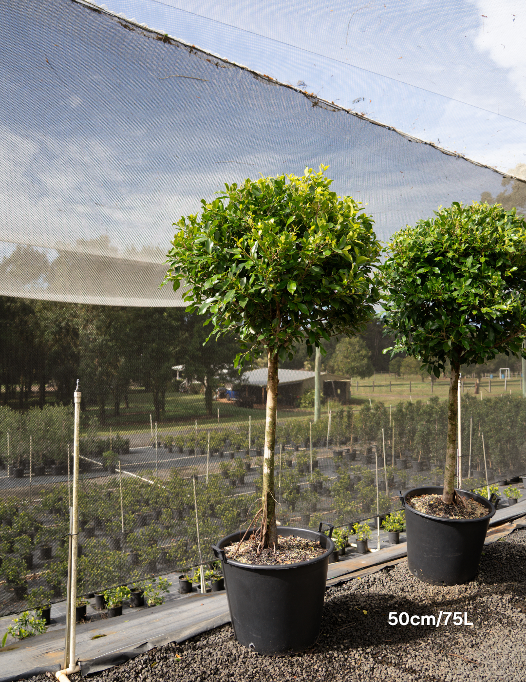 Ficus hillii Standard