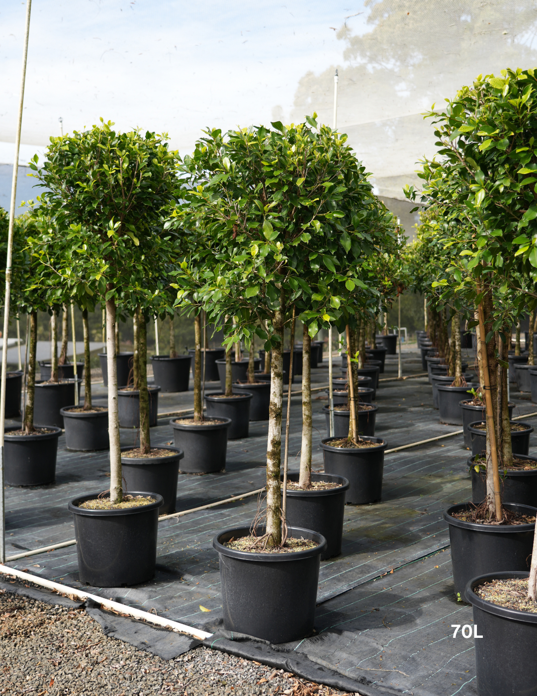 Ficus hillii 'Standard' - Evergreen Trees Direct