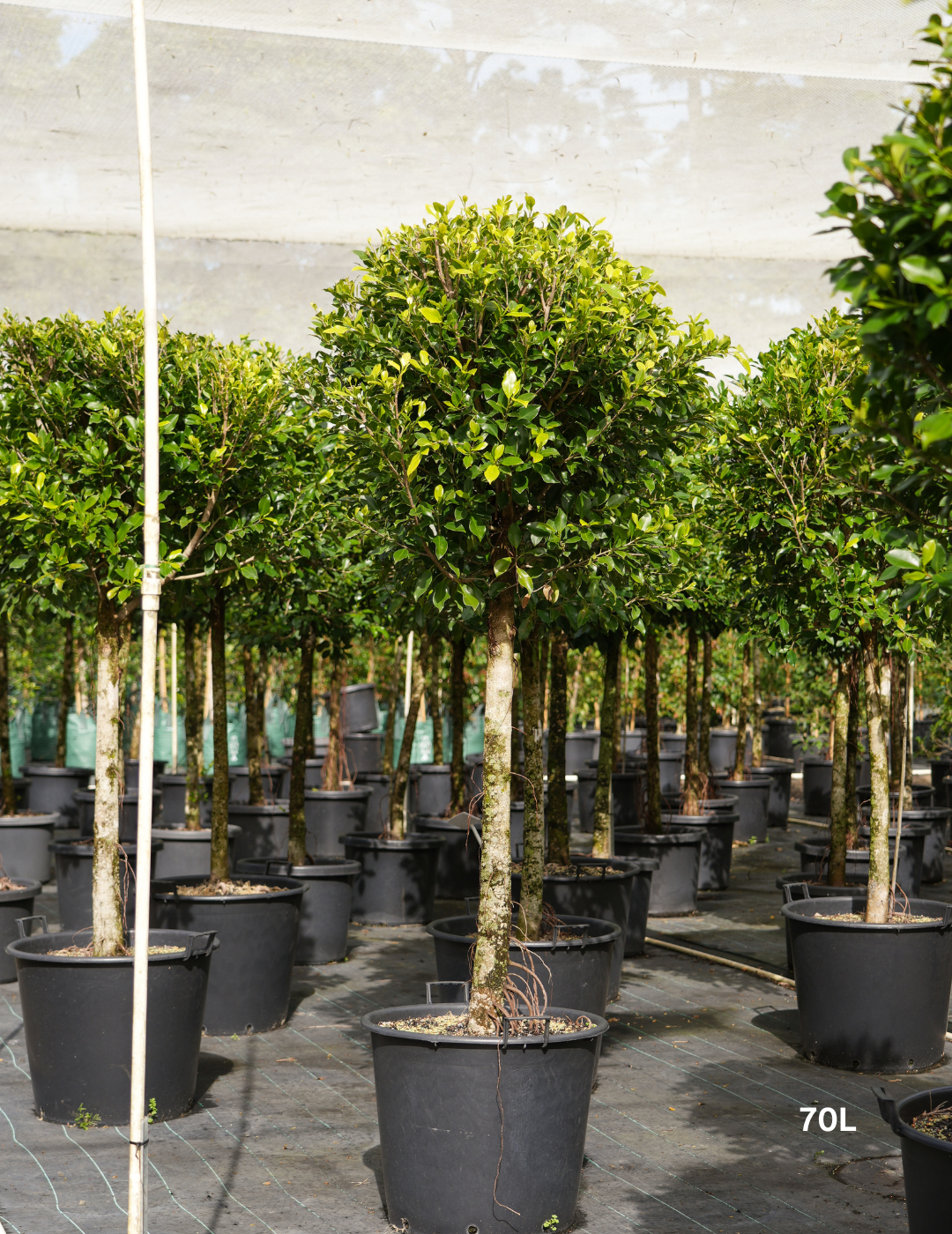 Ficus hillii 'Standard' - Evergreen Trees Direct