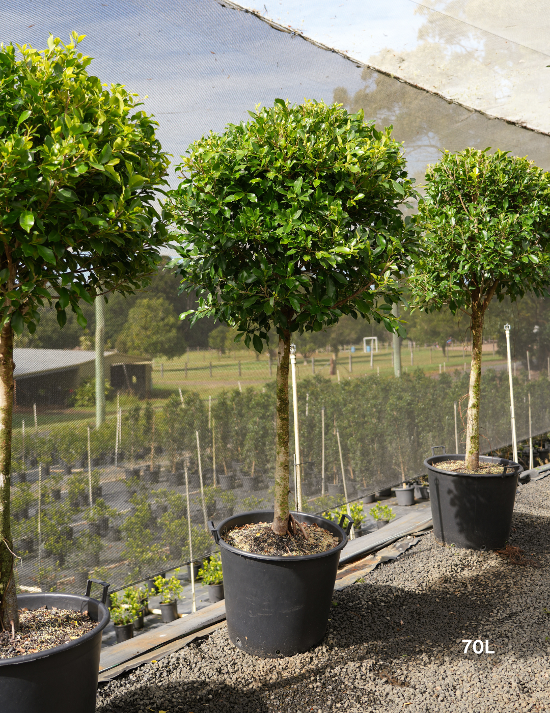 Ficus hillii 'Standard' - Evergreen Trees Direct