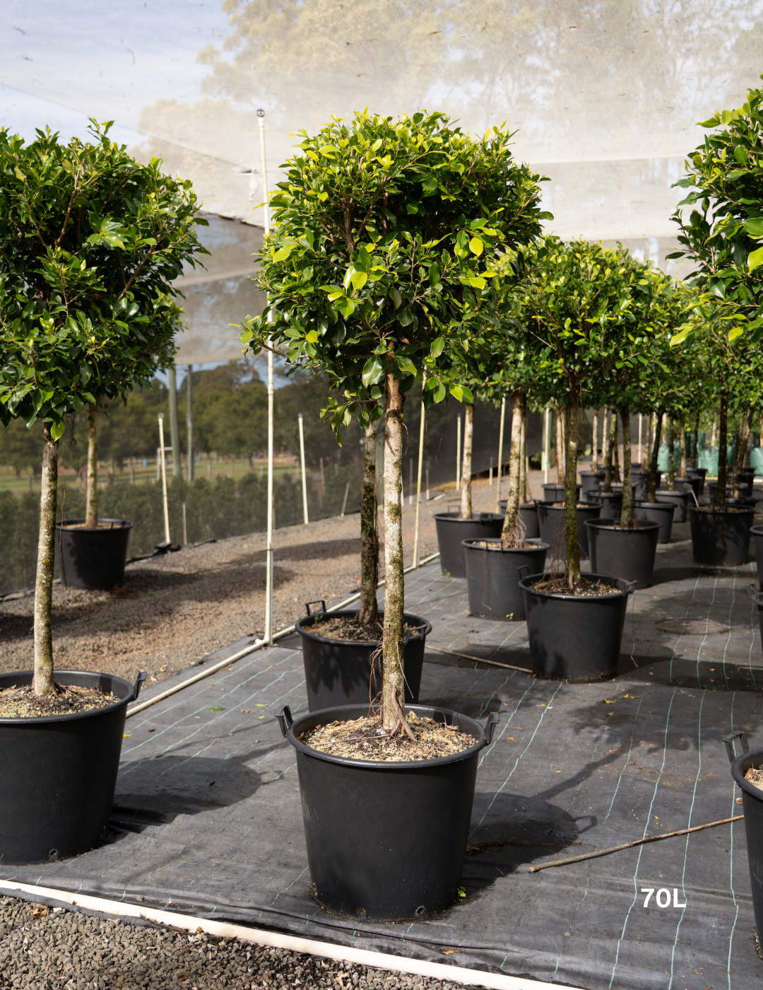 Ficus hillii 'Standard' - Evergreen Trees Direct
