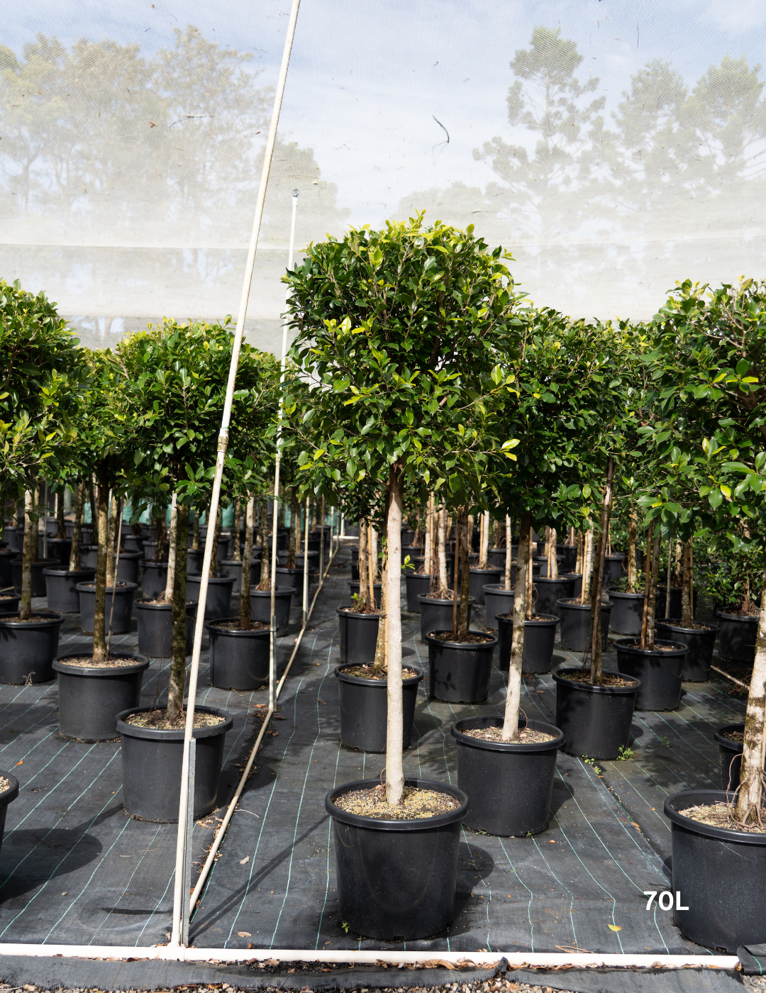 Ficus hillii 'Standard' - Evergreen Trees Direct