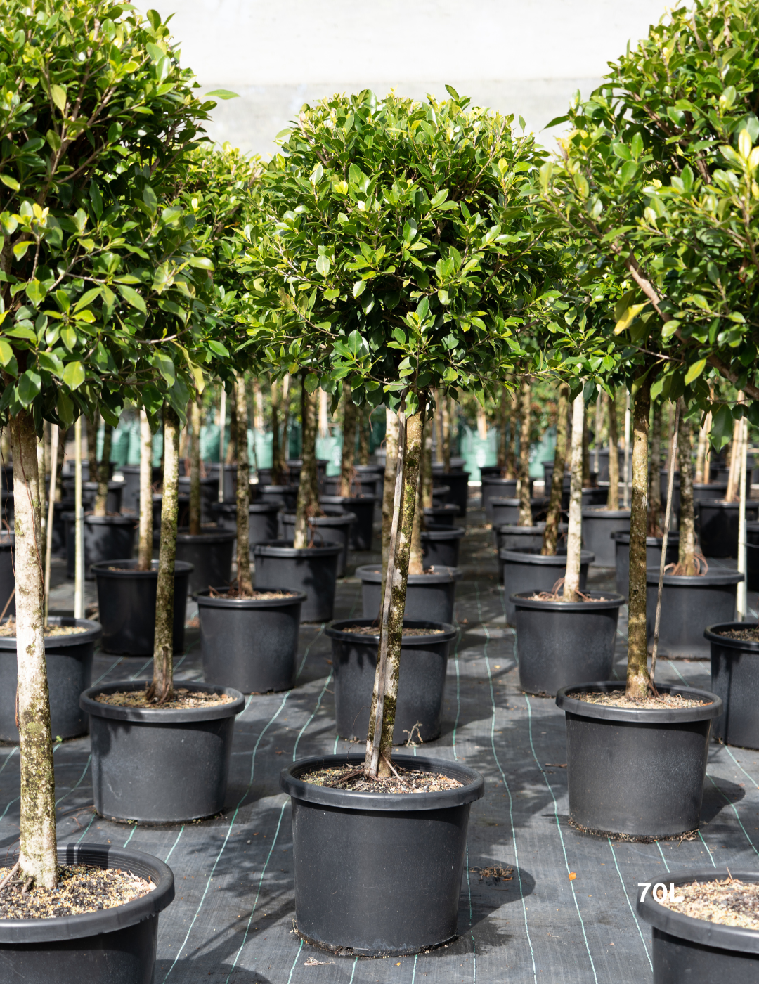 Ficus hillii 'Standard' - Evergreen Trees Direct