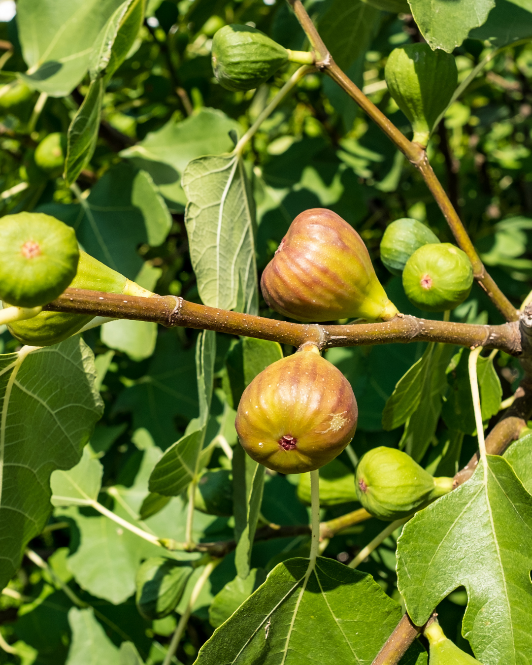 Ficus carica 'Black Genoa' Fig