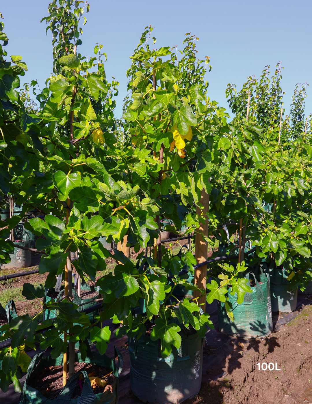 Ficus carica 'Black Genoa' Fig - Evergreen Trees Direct
