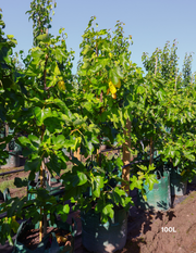 Ficus carica 'Black Genoa' Fig - Evergreen Trees Direct