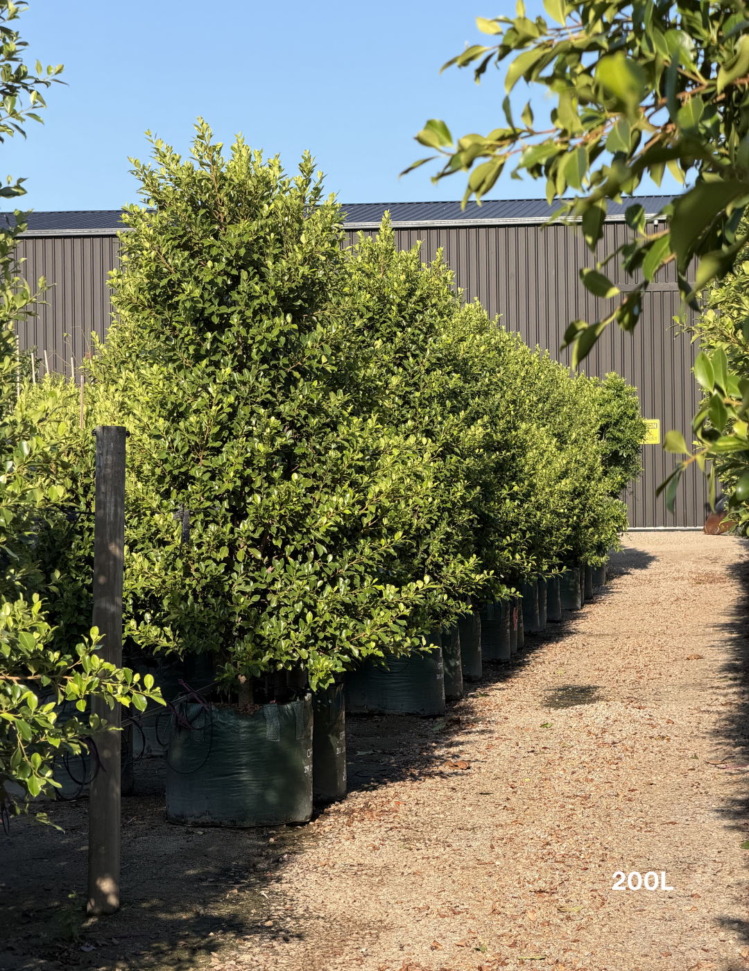 Ficus Hillii Flash - Evergreen Trees Direct
