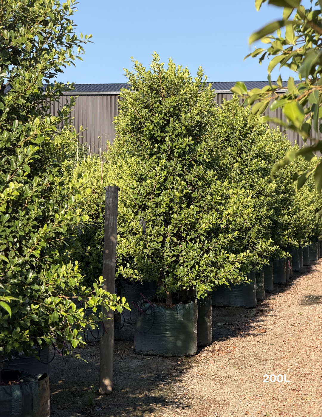 Ficus Hillii Flash - Evergreen Trees Direct