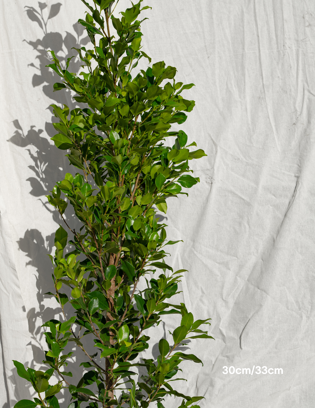 Ficus Hillii Flash
