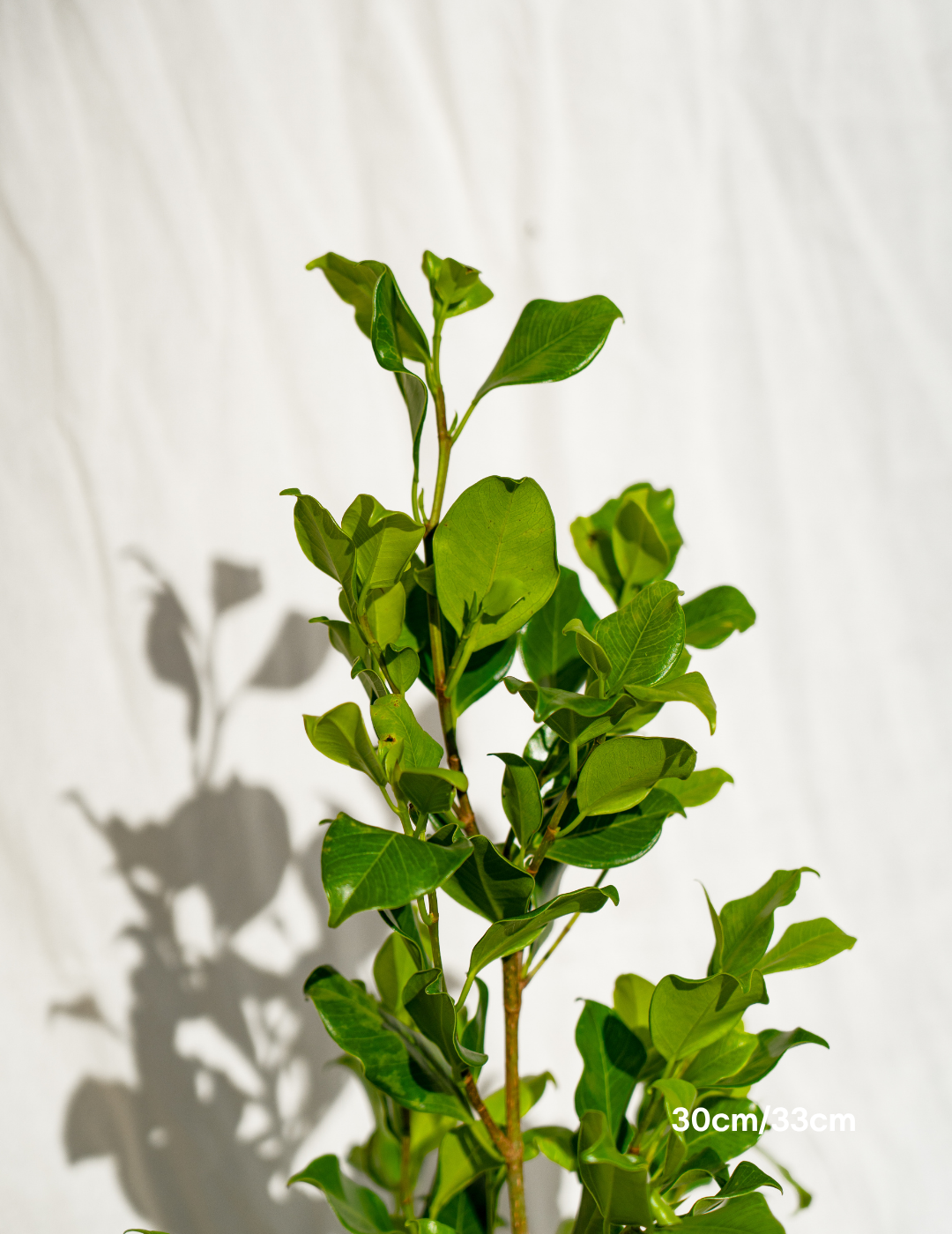 Ficus Hillii Flash