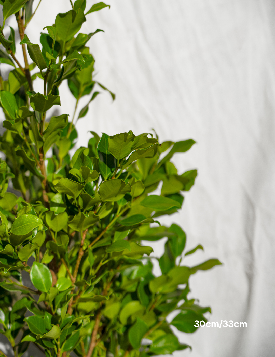Ficus Hillii Flash