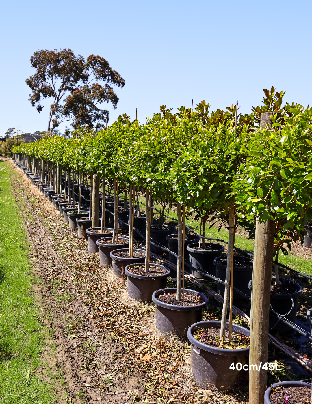 Ficus hillii 'Standard'