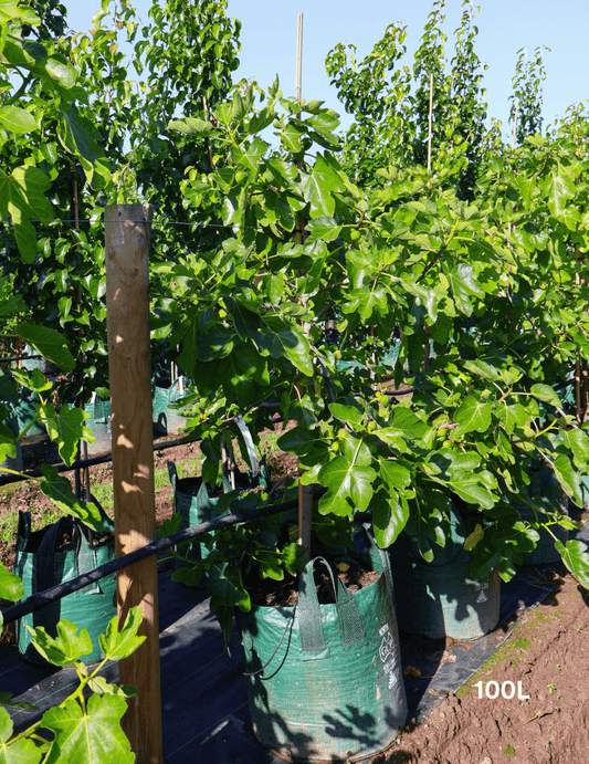 Ficus carica 'Black Genoa' Fig
