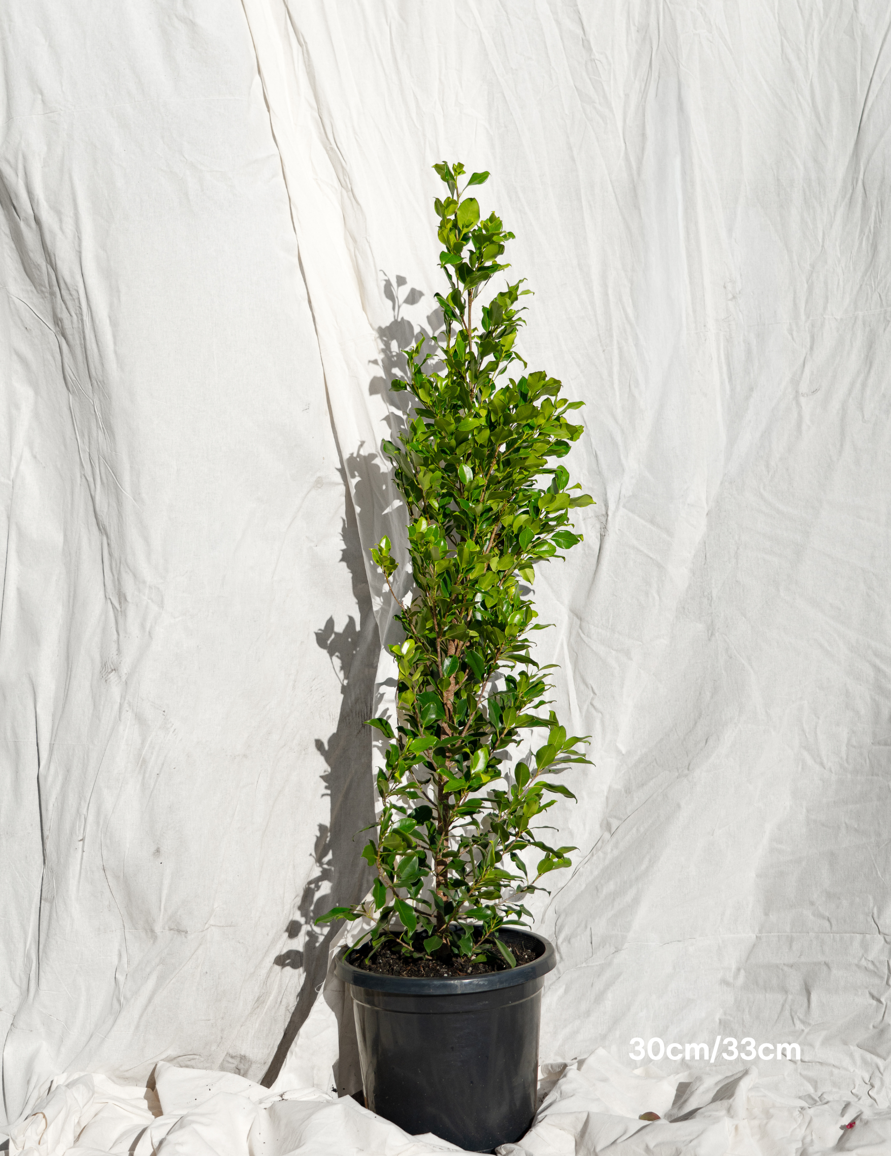 Ficus Hillii Flash