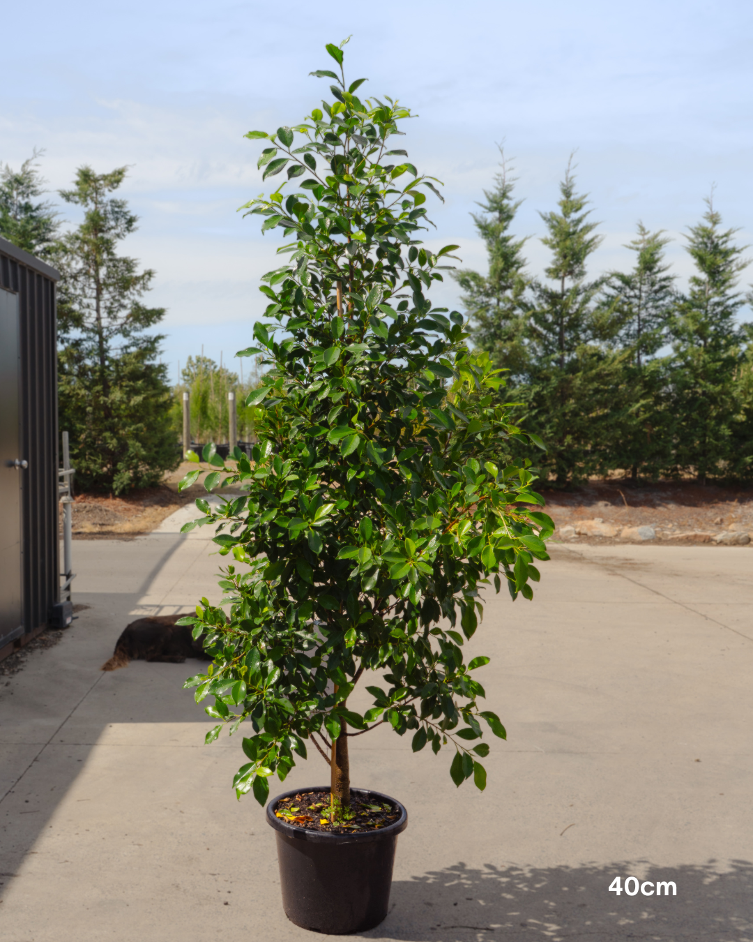 Ficus Hillii Flash - Sale - Evergreen Trees Direct