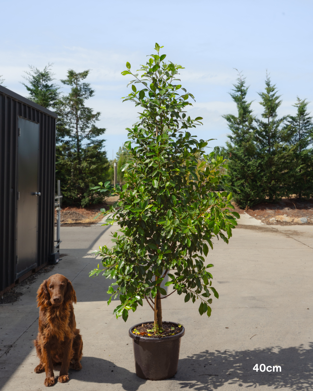 Ficus Hillii Flash - Sale - Evergreen Trees Direct