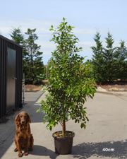 Ficus Hillii Flash - Sale - Evergreen Trees Direct