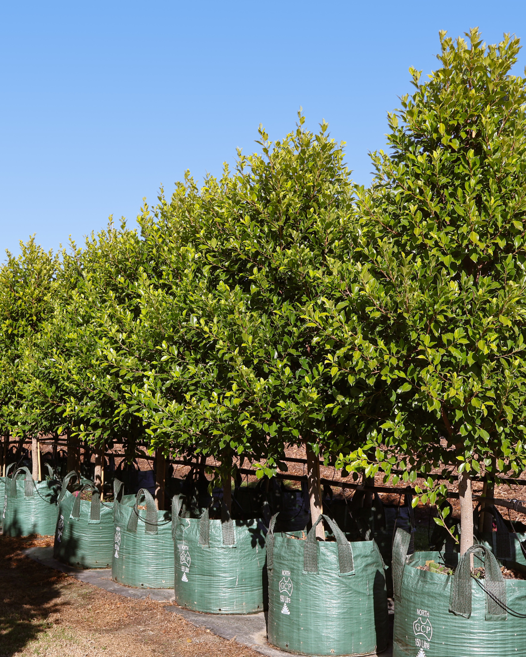 Ficus Hillii Flash