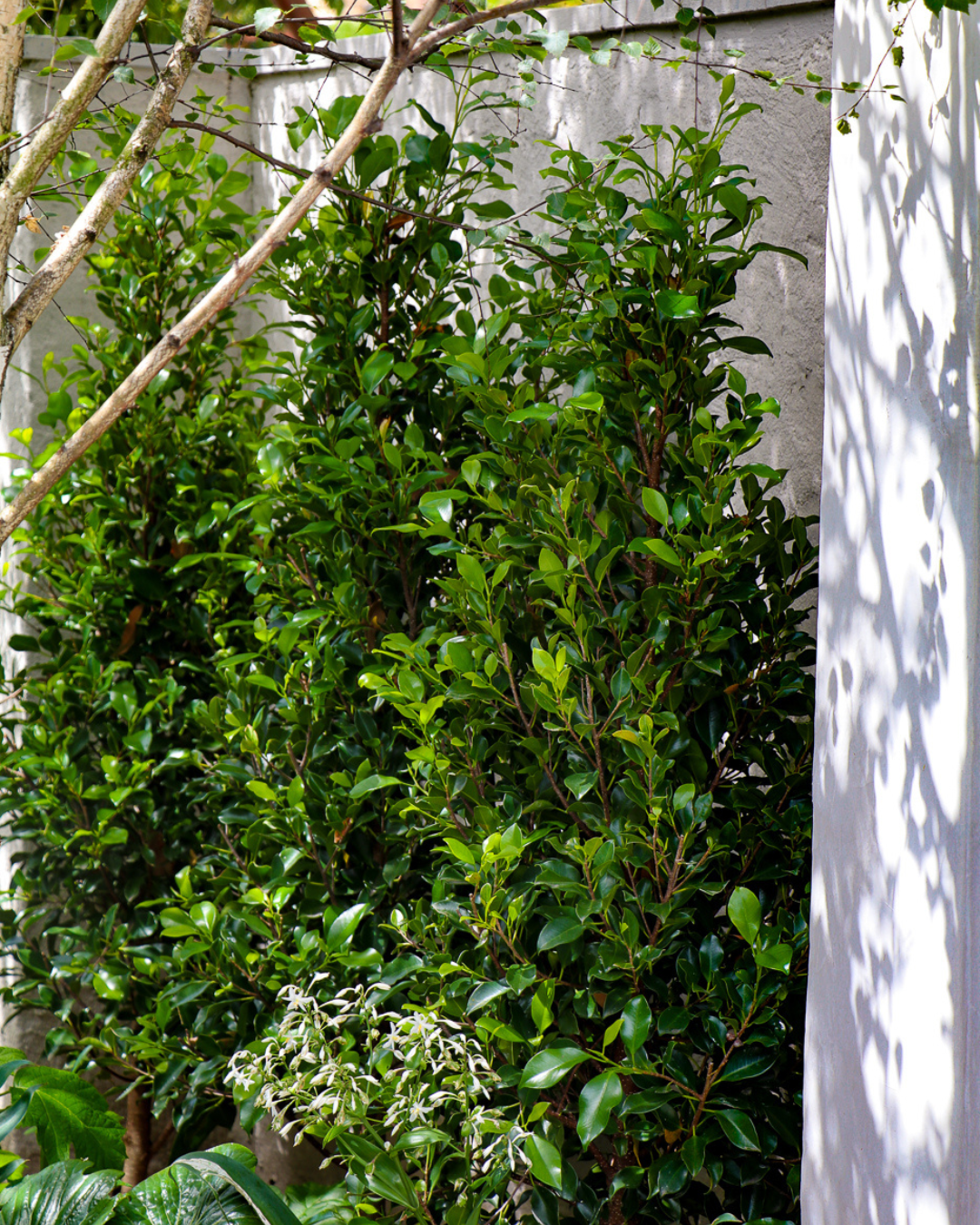Ficus Hillii Flash