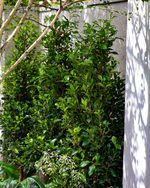 Ficus hillii 'Flash'
