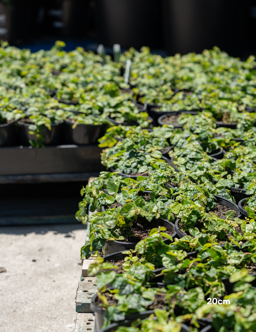 Ficus pumila – Creeping Fig - Evergreen Trees Direct