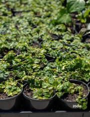 Ficus pumila – Creeping Fig - Evergreen Trees Direct