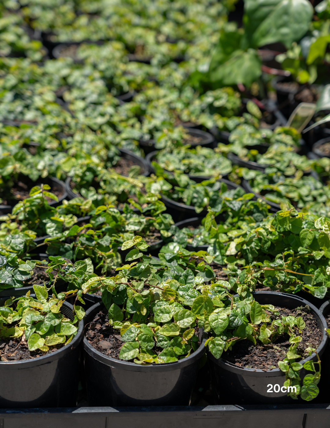 Ficus pumila – Creeping Fig - Evergreen Trees Direct