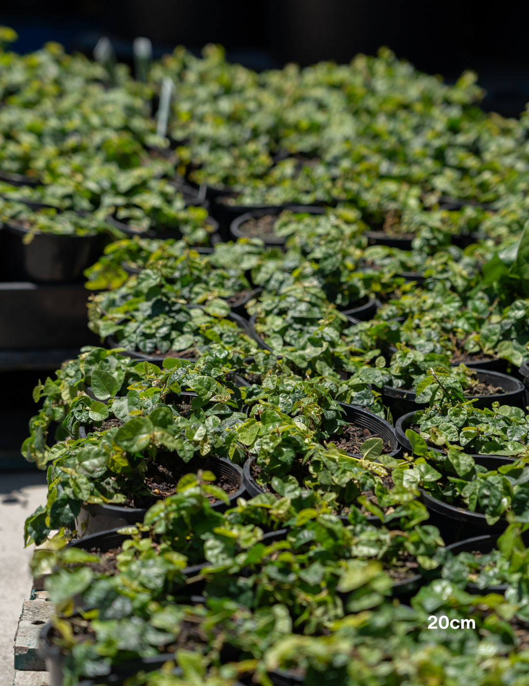 Ficus pumila – Creeping Fig - Evergreen Trees Direct