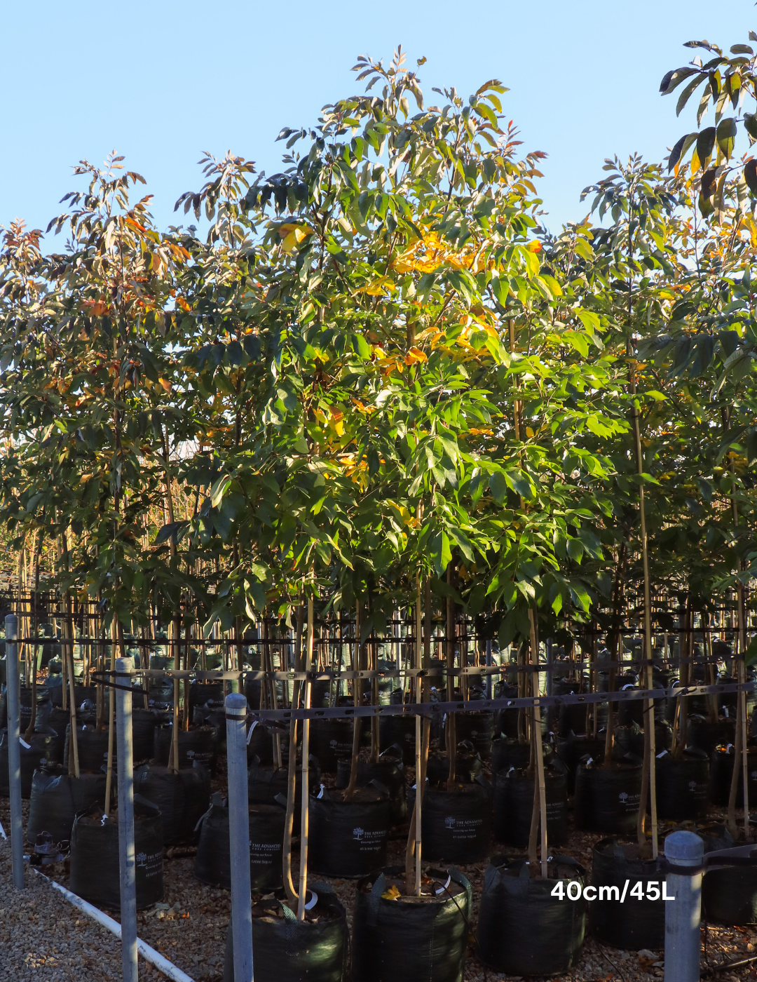 Fraxinus americana – White Ash - Evergreen Trees Direct