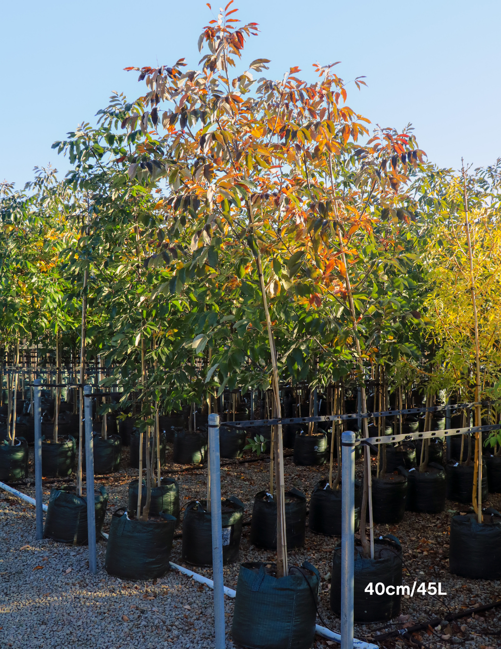 Fraxinus americana – White Ash - Evergreen Trees Direct