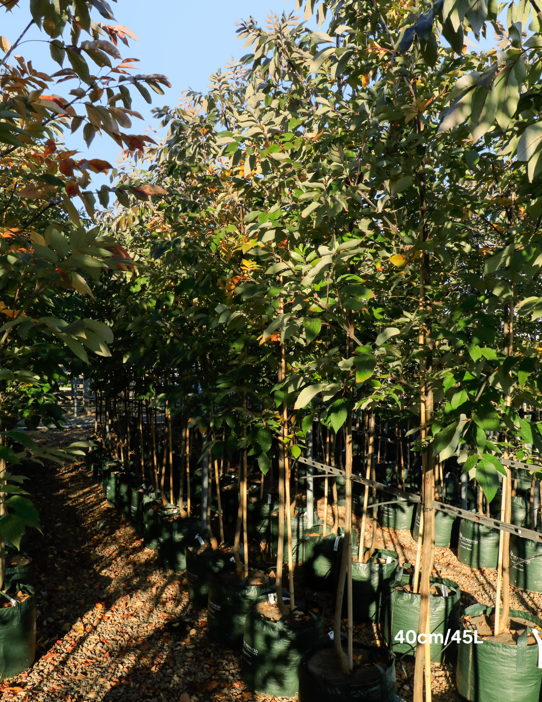 Fraxinus americana – White Ash - Evergreen Trees Direct