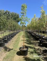 Fraxinus excelsior 'Aurea' - Evergreen Trees Direct