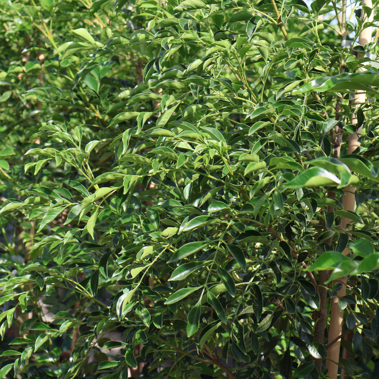Fraxinus griffithii