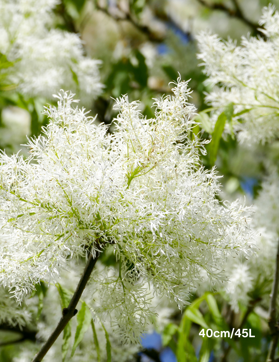 Fraxinus ornus - Evergreen Trees Direct