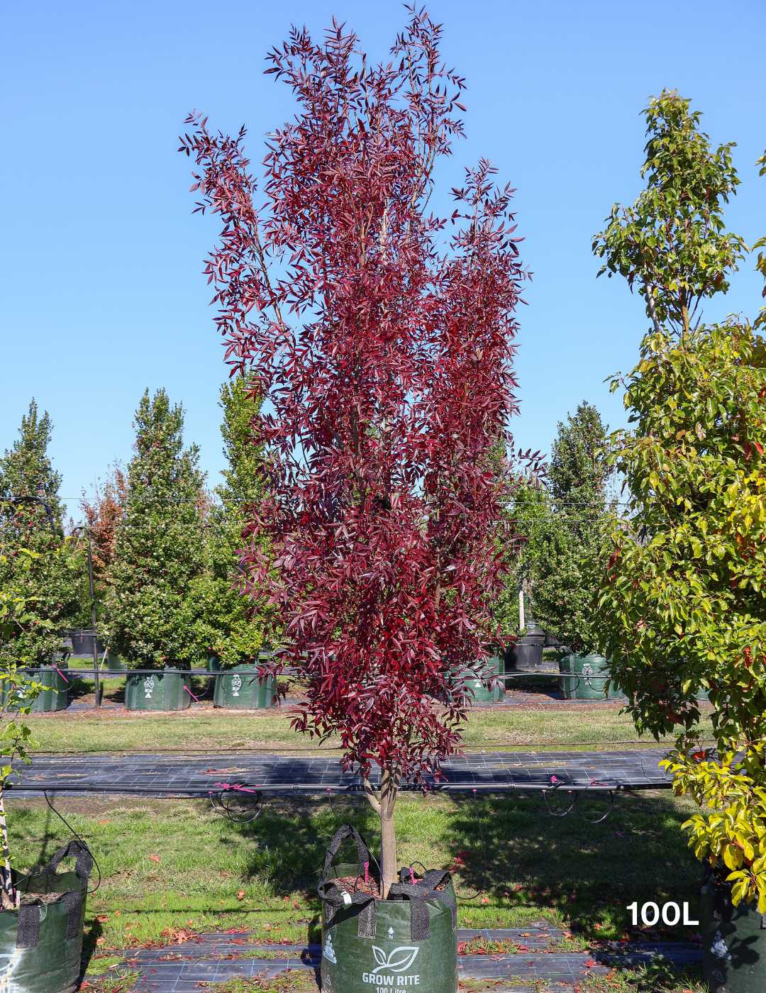 Fraxinus angustifolia 'Raywoodii' - Evergreen Trees Direct