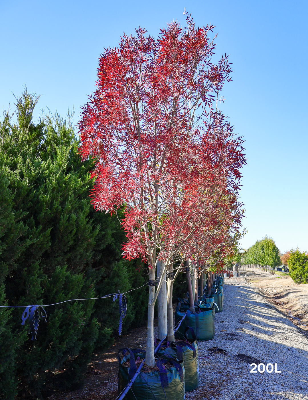 Fraxinus angustifolia 'Raywoodii' - Evergreen Trees Direct