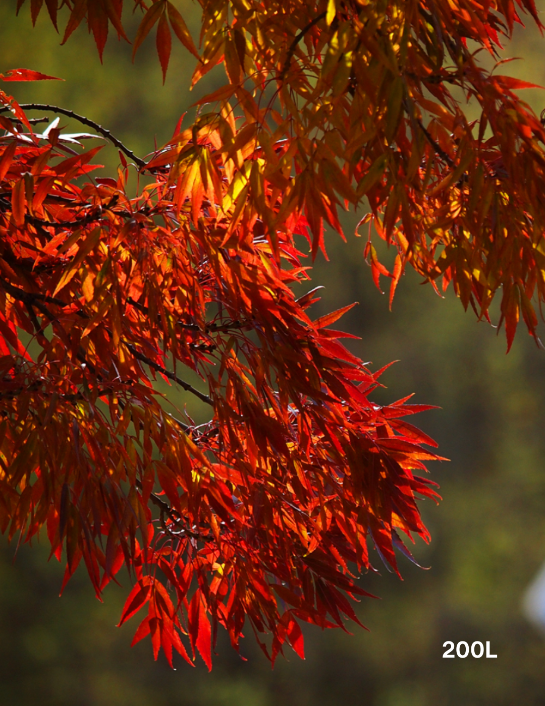 Fraxinus angustifolia 'Raywoodii' - Evergreen Trees Direct