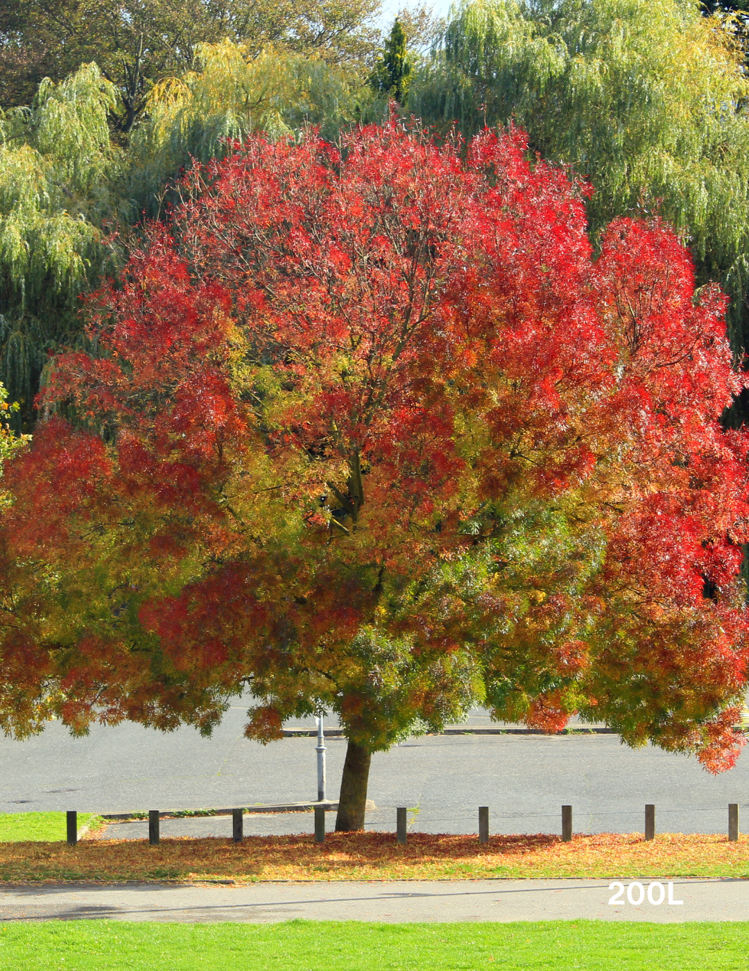 Fraxinus angustifolia 'Raywoodii' - Evergreen Trees Direct