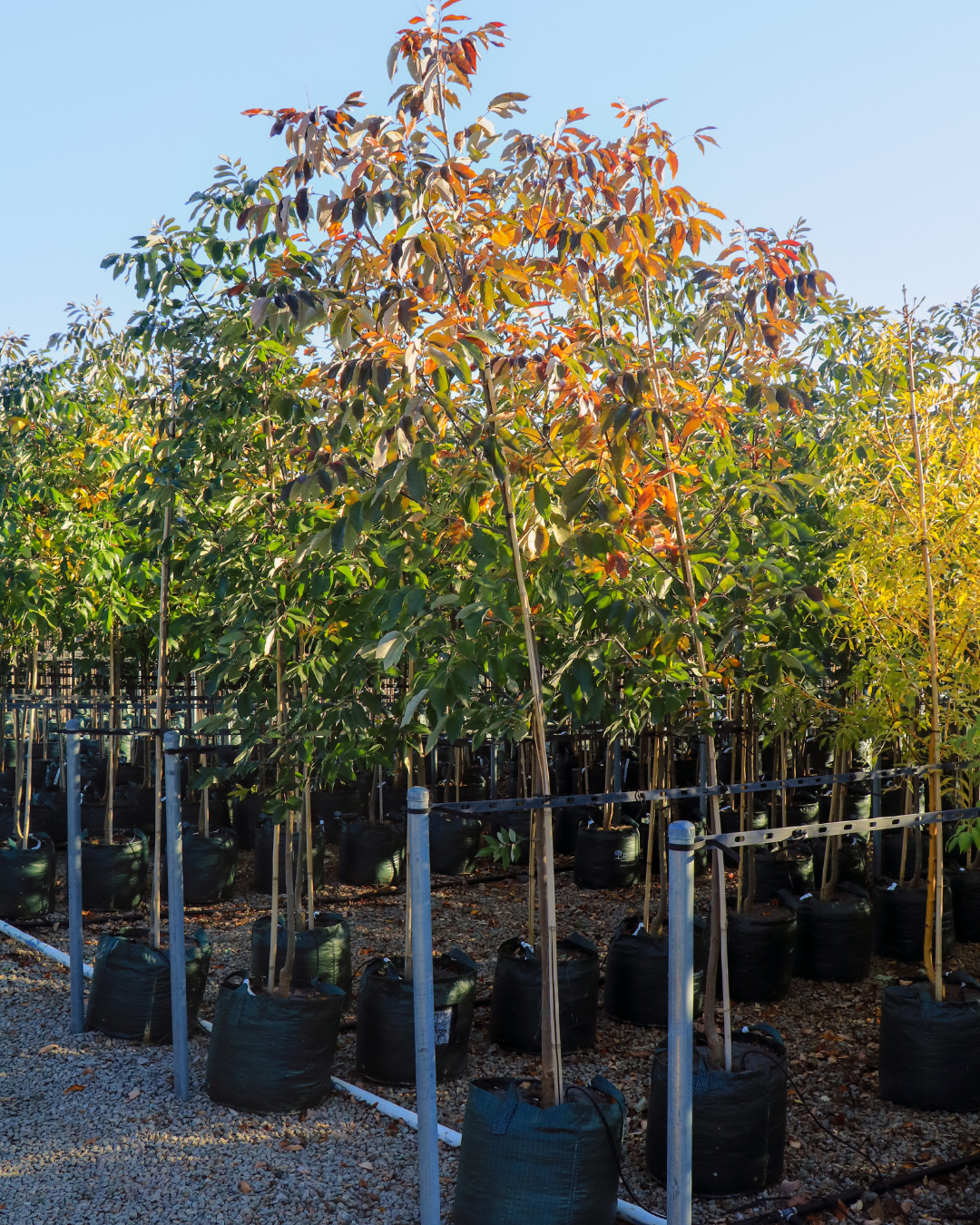 Fraxinus americana – White Ash