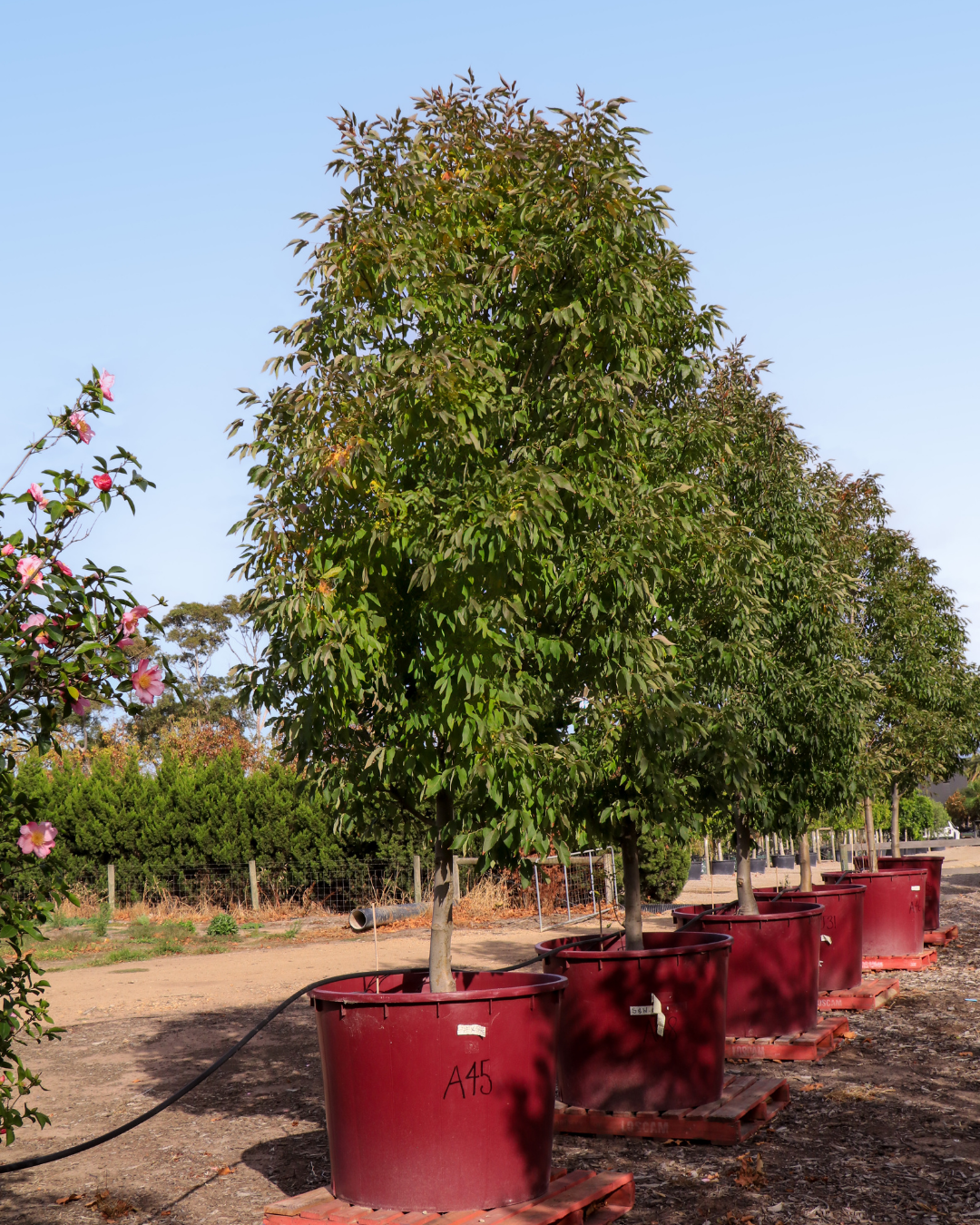 Evergreen Trees Direct