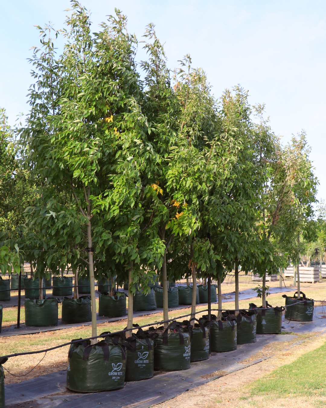 Evergreen Trees Direct