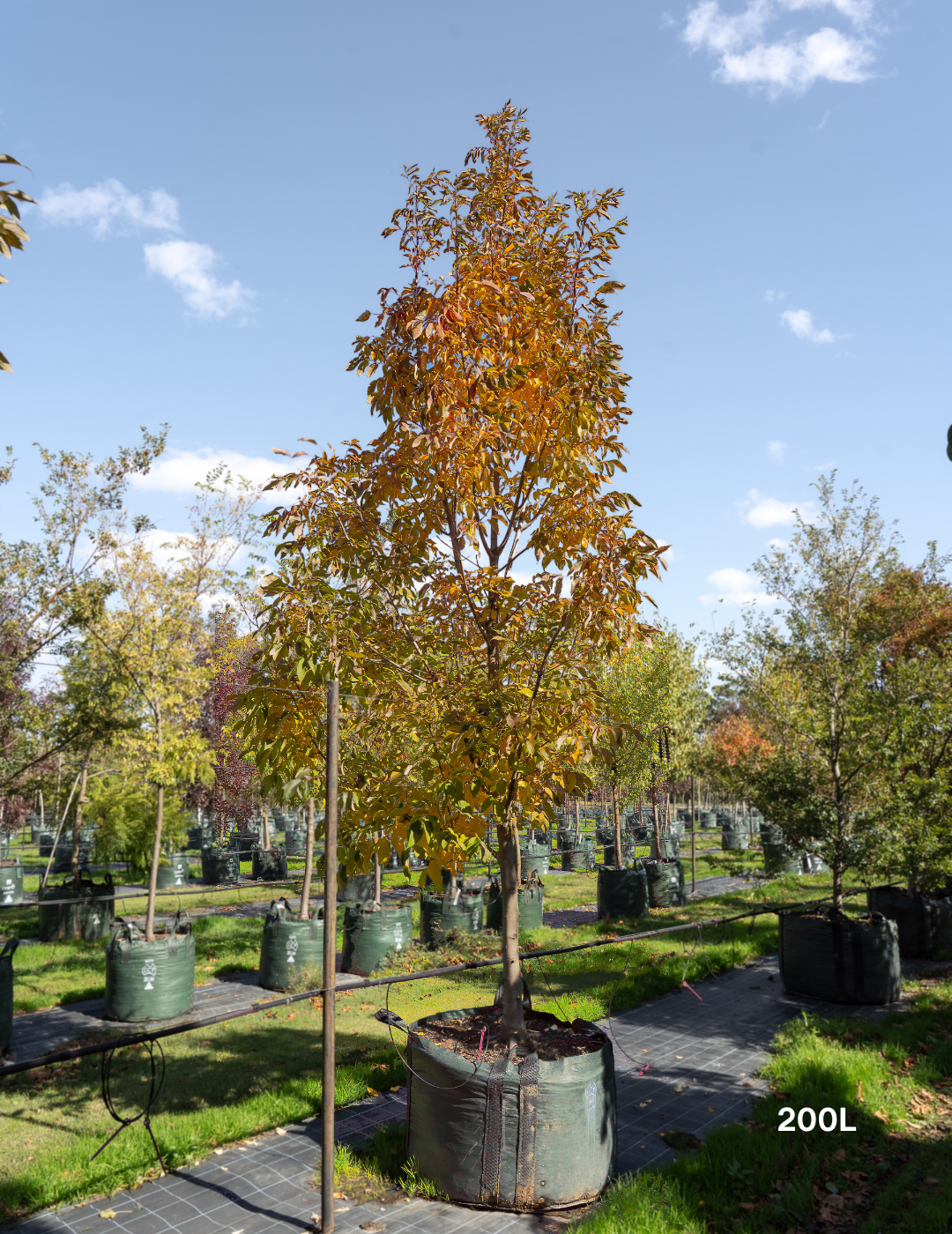 Fraxinus angustifolia 'Raywoodii'