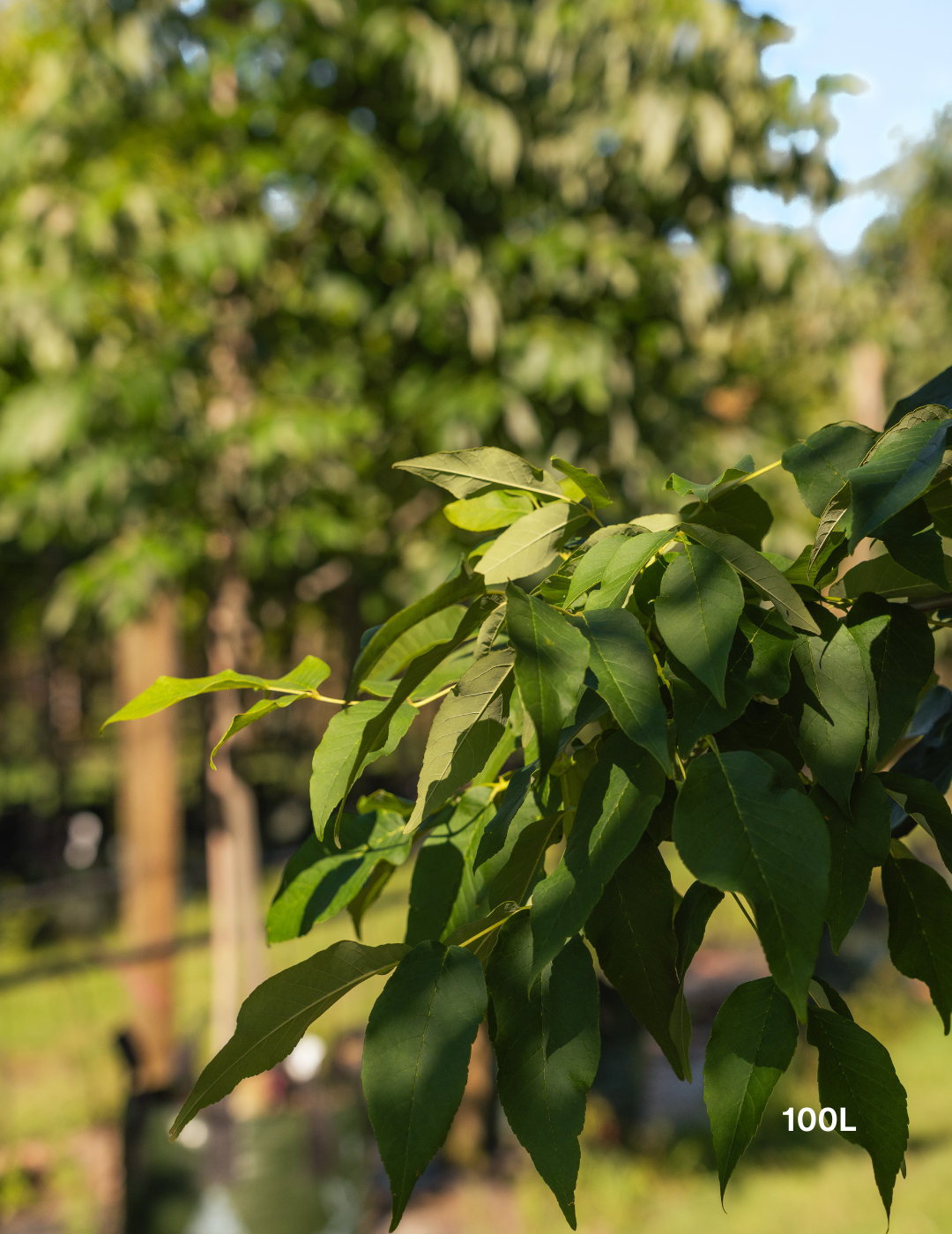 Fraxinus pennsylvanica 'Urbanite' - Evergreen Trees Direct
