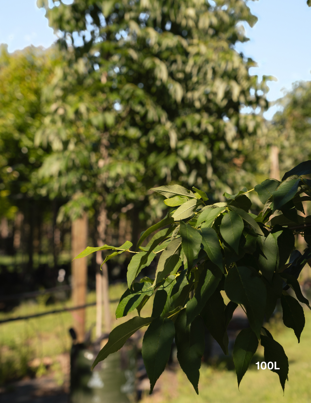 Fraxinus pennsylvanica 'Urbanite' - Evergreen Trees Direct