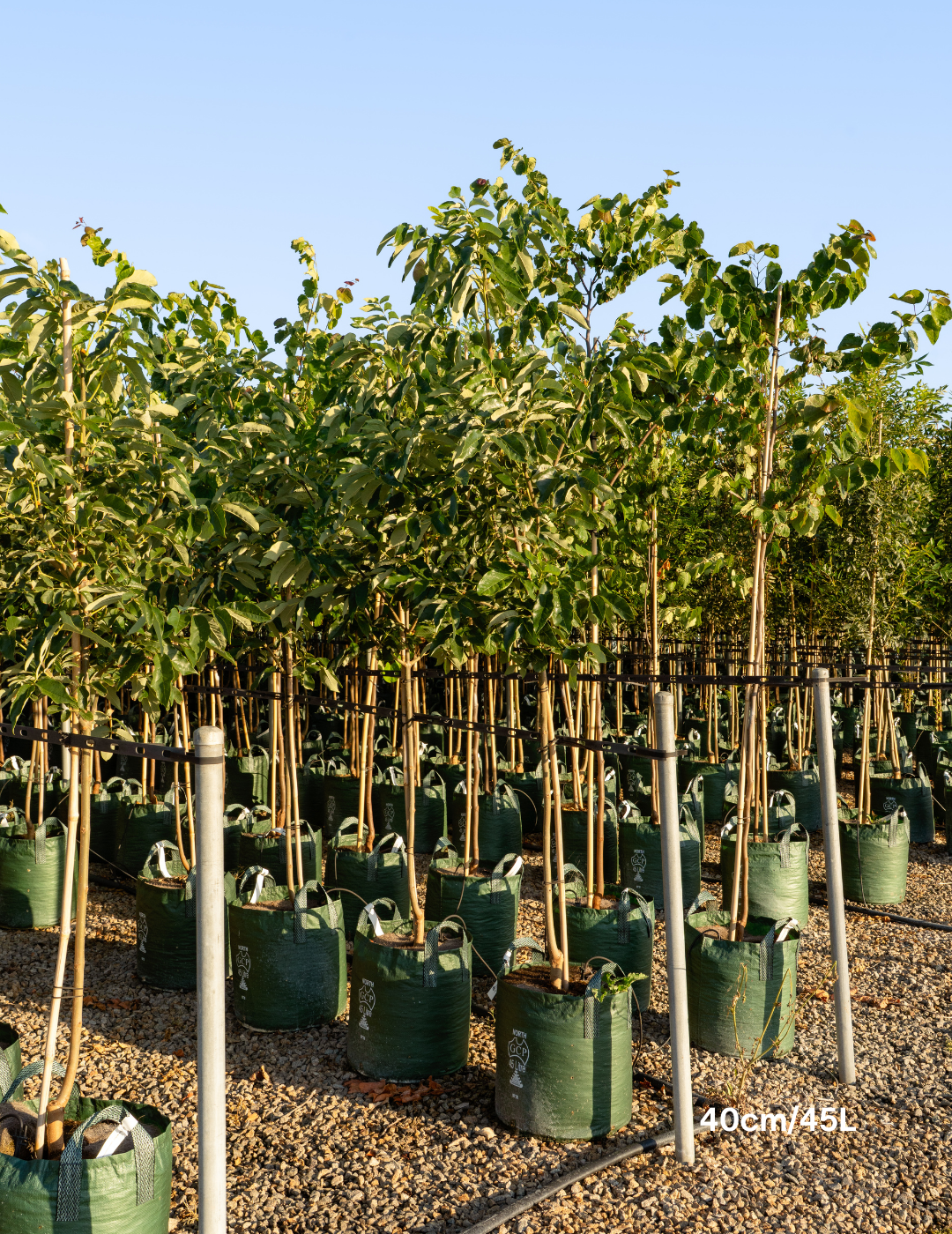 Fraxinus pennsylvanica 'Urbanite' - Evergreen Trees Direct