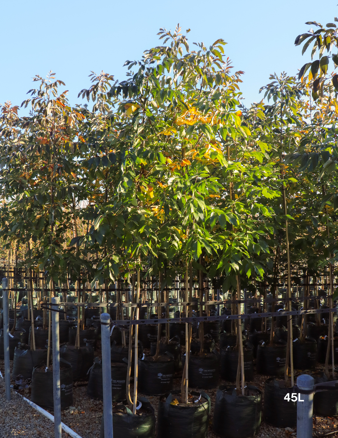 Fraxinus americana – White Ash - Evergreen Trees Direct