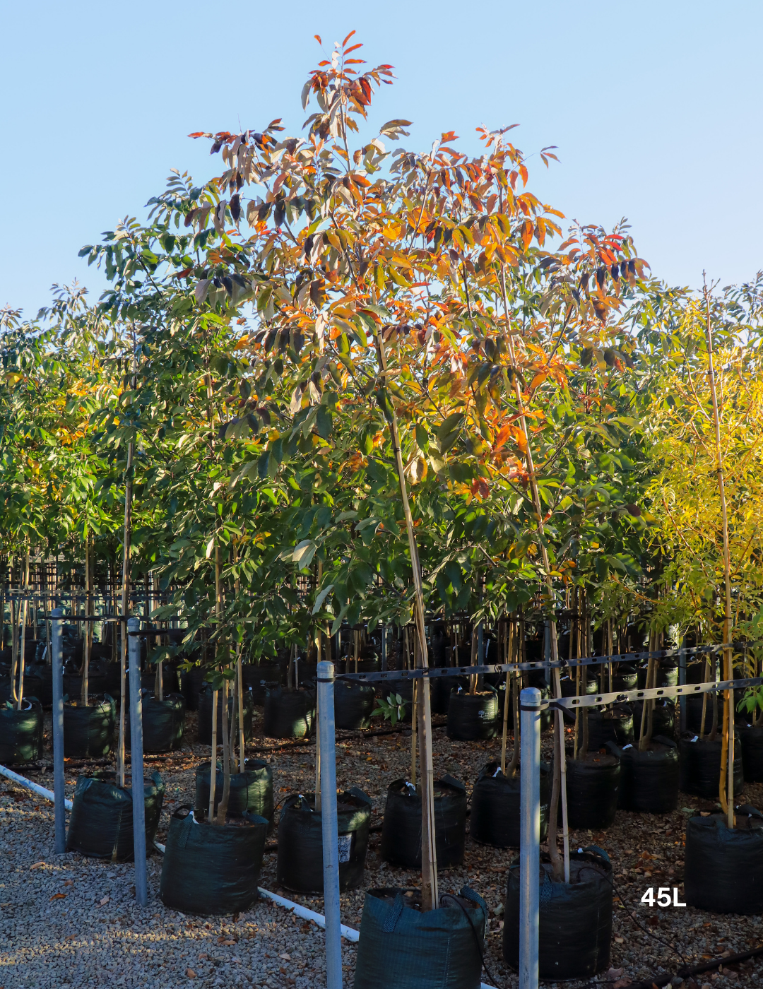 Fraxinus americana – White Ash - Evergreen Trees Direct