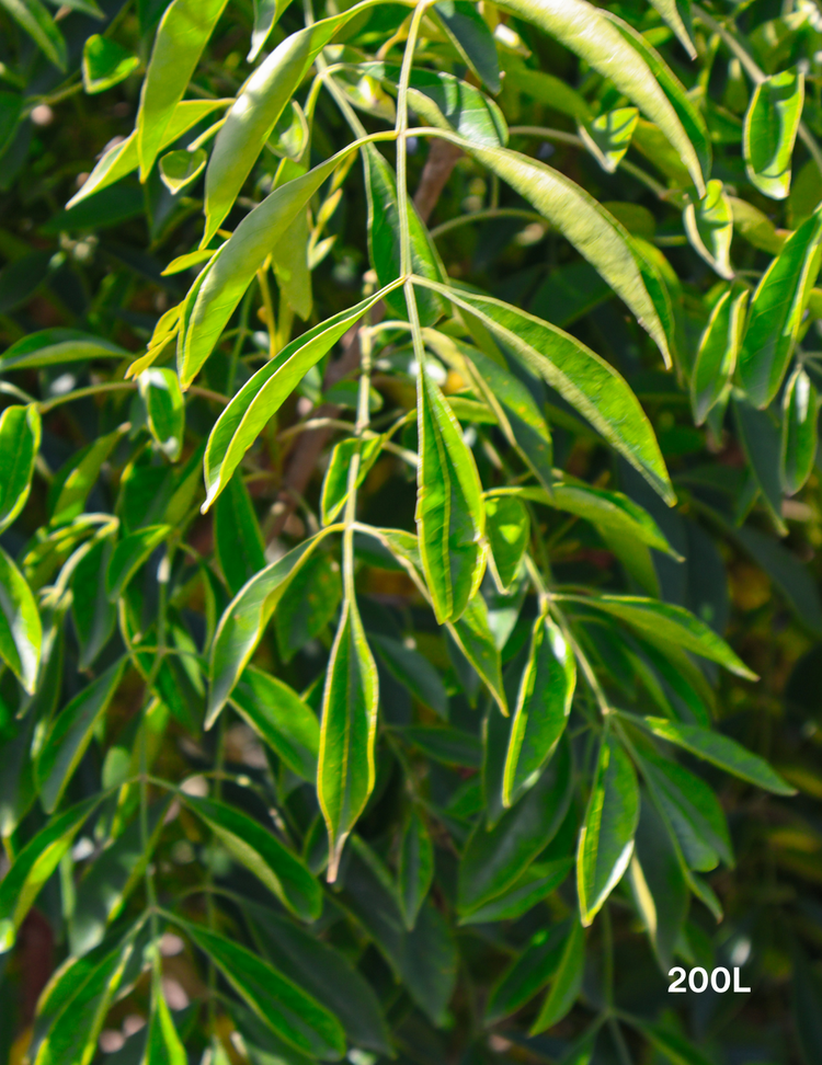 Fraxinus Griffithii Evergreen Trees Direct fraxinus-griffithii-evergreen-trees-direct